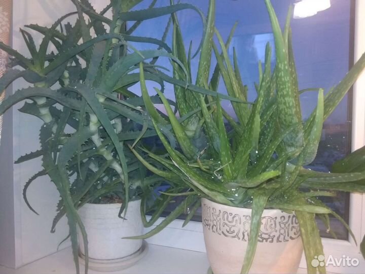 Алоэ лечебный