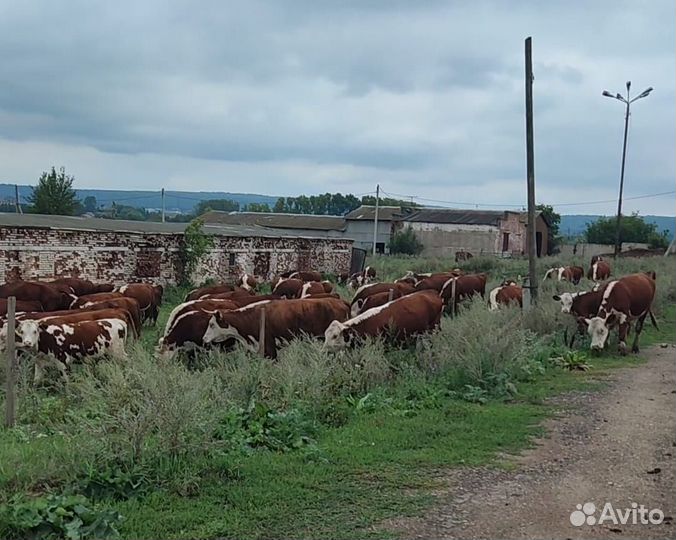 Скот Герефордской породы