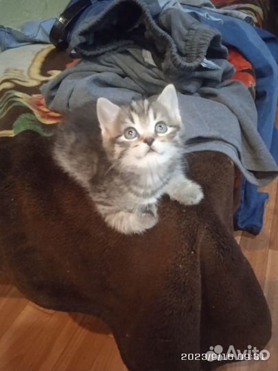 Продам котят британских