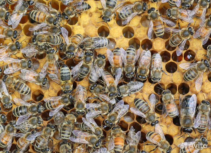 Пчелы карпатка