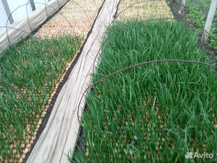 Зелень лука