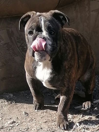 Тигровая девочка