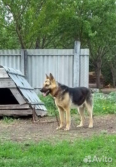 Кобель,вео вязка