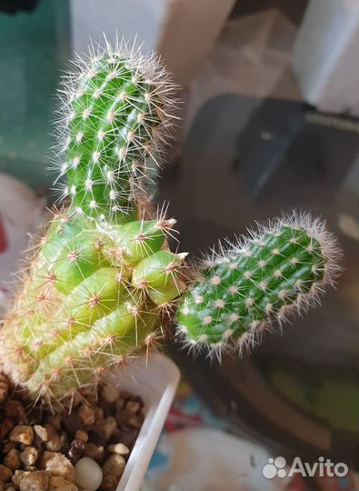 Echinopsis hybrid Wessner 2002-17