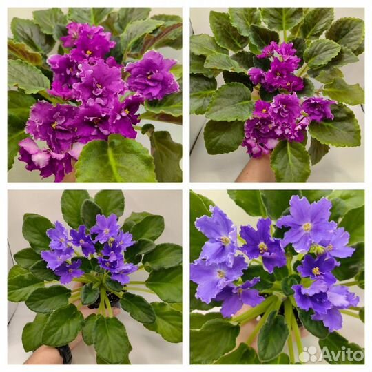 Фиалки цветущие