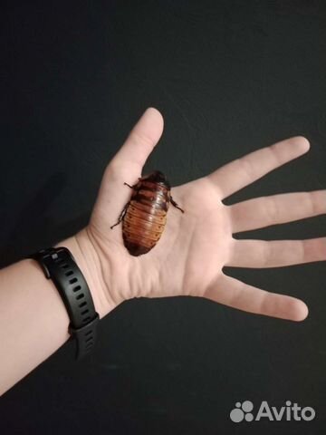 Мадагаскарские тараканы (шипящие)