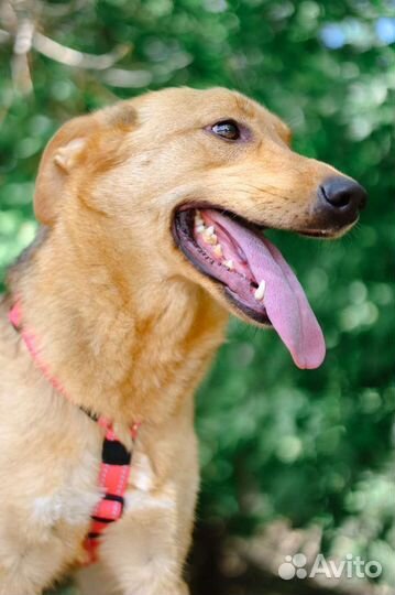 Собака компаньон из приют желае познакомит с вами