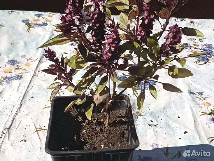 Базиликовое дерево