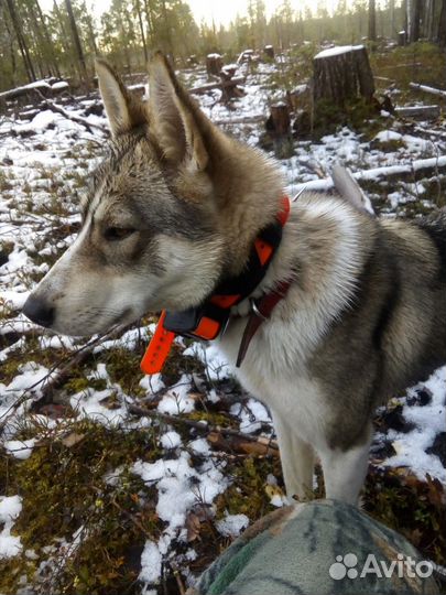 Продам щенков лайки