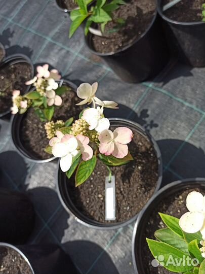 Многолетние растения, цветы, саженцы из питомника