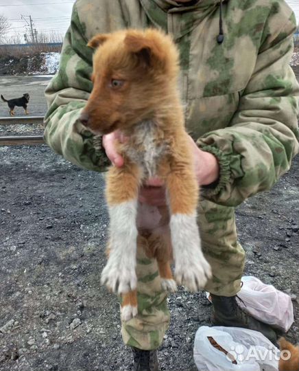 Щенки