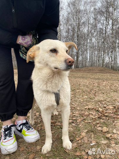 Добрый Сахарок ищет дом