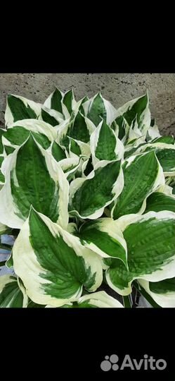 Хоста (Сортовые Хосты )