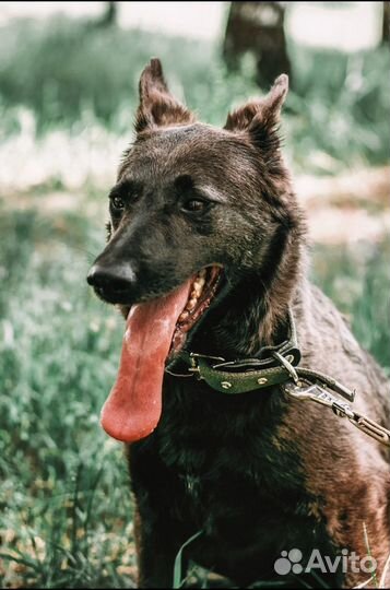 Сестрёнки Слива и Вакса умеют удивлять