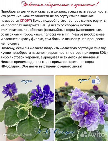 Сортовые Фиалки (+новинки). Часть 1