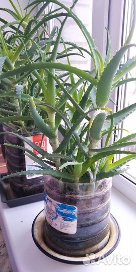 Алоэ (столетник) трёхлетнее