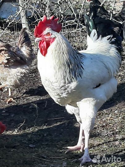 Молодые петухи