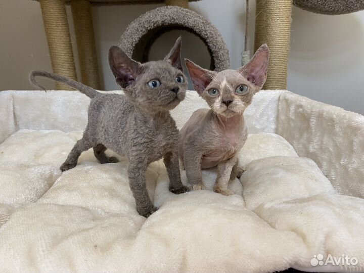 Девон-рекс голубой и лиловый