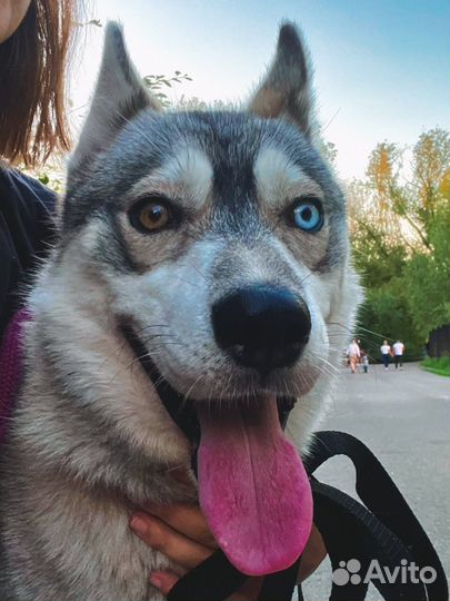 Сибирский хаски