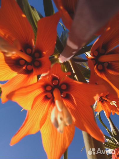 Рябчик императорский