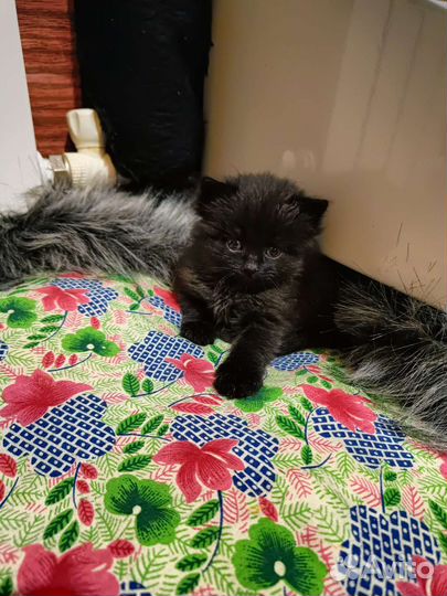 Котята в добрые руки бесплатно