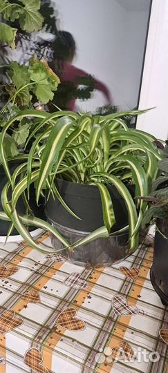 Хлорофитум кудрявый