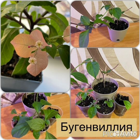 Комнатные растения