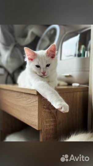 Котята рэгдолл