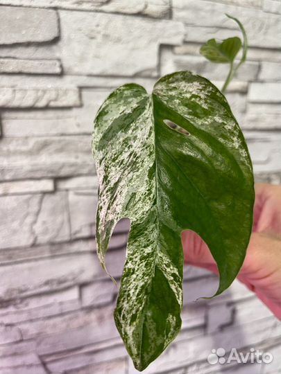 Эпипремнум Вайт марбл