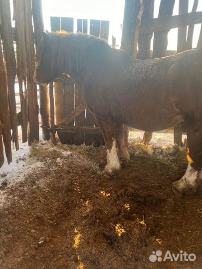 Лошадь жеребец русский тяжеловоз