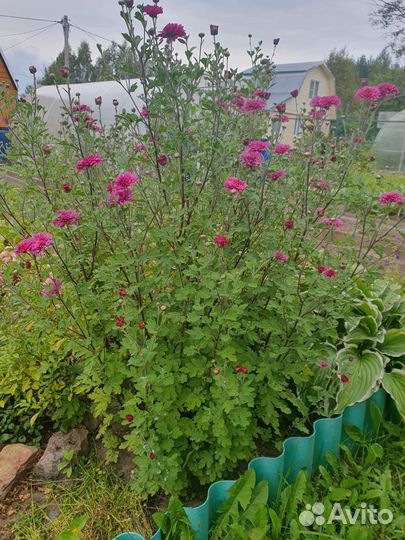 Хризантема Букет