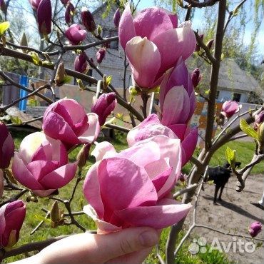 Гортензия метельчатая, Рододендроны, Хосты, Роза