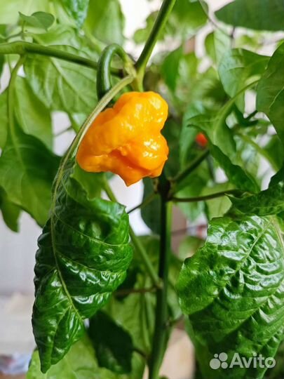 Семена острого перца