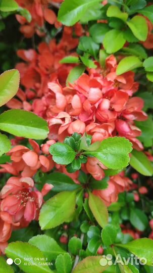 Айва японская