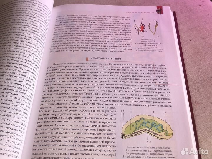 Энциклопедия пчела медоносная