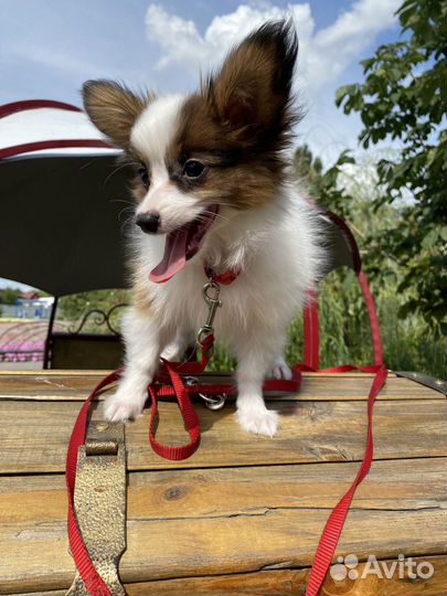 Папильон мальчик