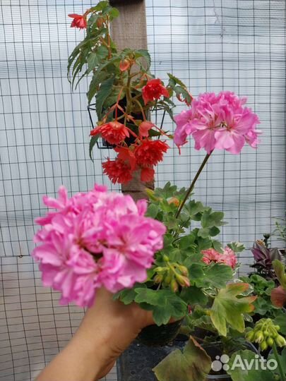 Пеларгония герань сортовая