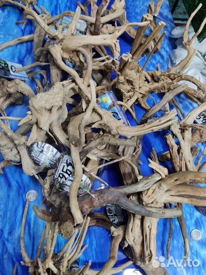 Коряги азалия