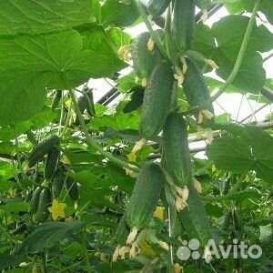 Семена огурцов Герман