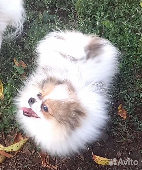 Девочки шпиц