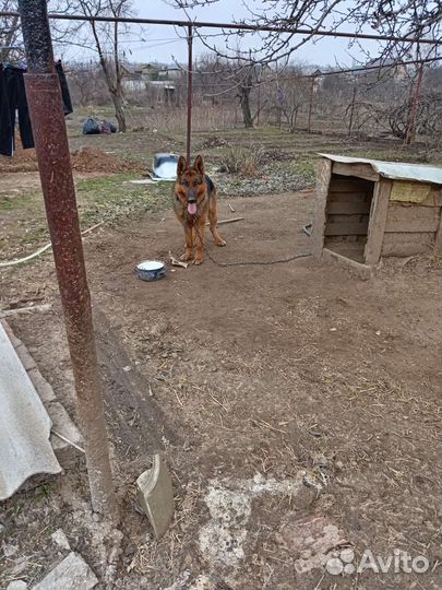 Немецкая овчарка кобель вязка