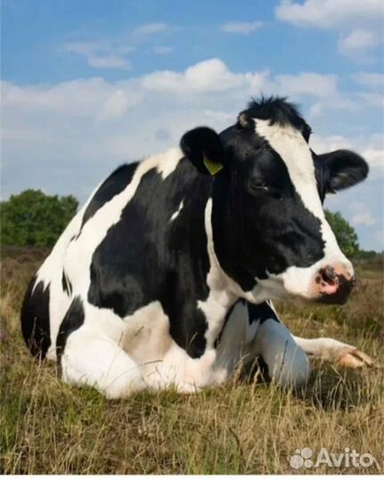 Коровы дойные