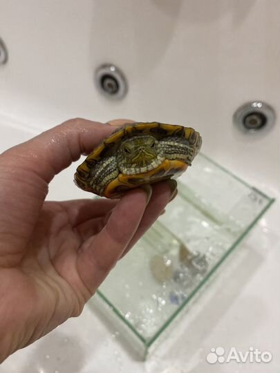 Черепаха с аквариумом