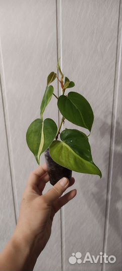 Филодендрон медиопикта триколор