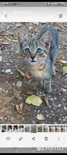 Котик нуждается в помощи