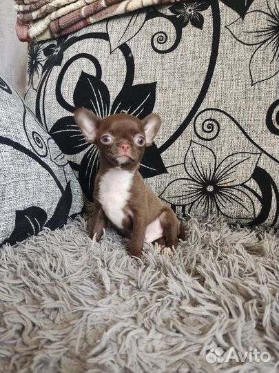 Мини кобель чихуахуа