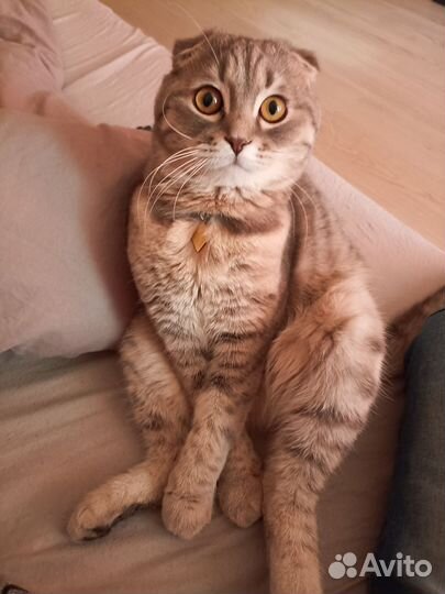 Отдам кота в добрые руки