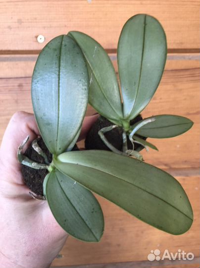 Орхидеи подростки