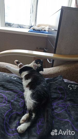 Отдам вислоухого кота в добрые руки