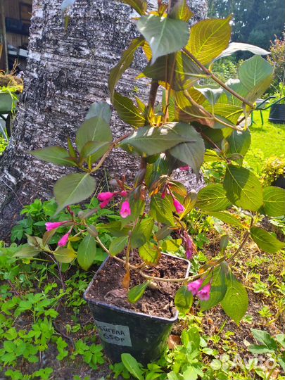 Многолетние цветы